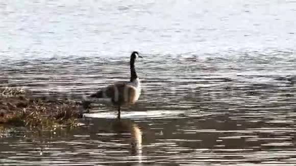 加拿大鹅鹅加拿大布兰塔视频的预览图