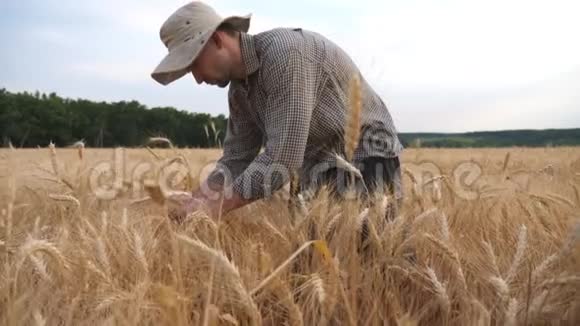 年轻的农学家走过粮田检查麦穗男性农民正在吃麦片视频的预览图