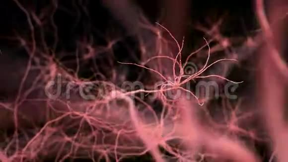 神经元突触网络穿越大脑3D动画视频的预览图