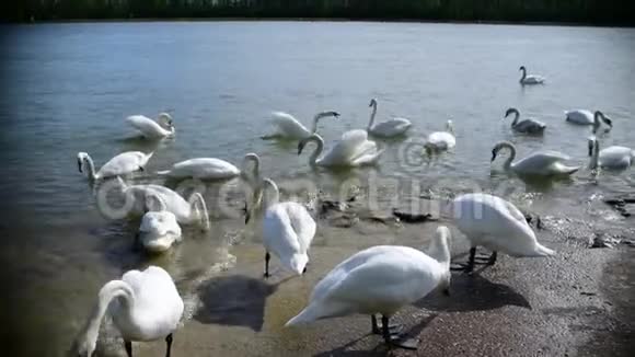 多瑙河畔的天鹅视频的预览图