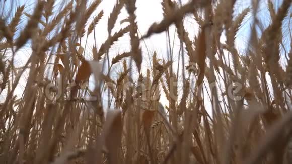 低视野的年轻农民走过麦田和触摸金耳朵的作物农学家的雄手视频的预览图