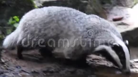 獾瓜在森林里寻找食物视频的预览图