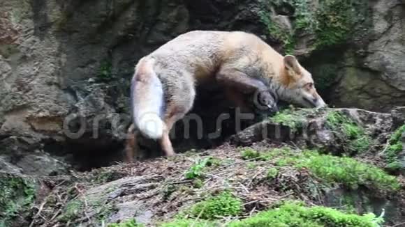 年轻的红狐狸俗世弟弟妹在森林里的一块大石头上寻找食物视频的预览图