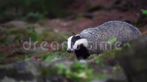 獾梅莱斯在森林里吃猎物视频的预览图