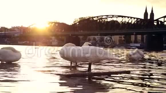 布拉格附近有很多天鹅的日出视频的预览图