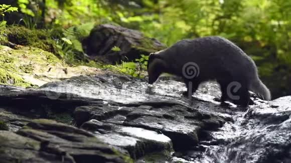 獾梅莱斯在森林里寻找食物视频的预览图