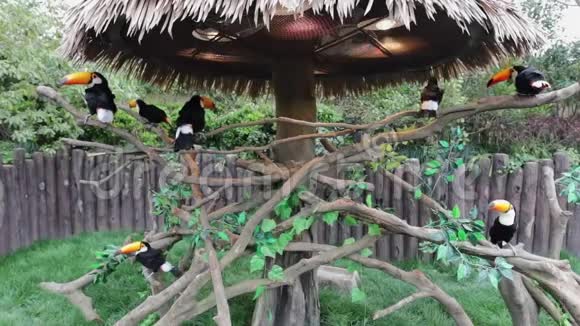 上海动物园外来鸟类慢动作录像视频的预览图
