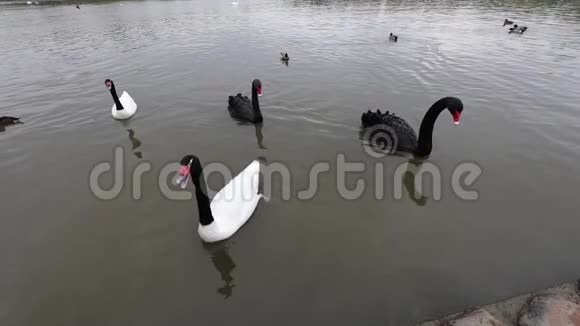 城市公园池塘里的黑天鹅慢动作录像视频的预览图
