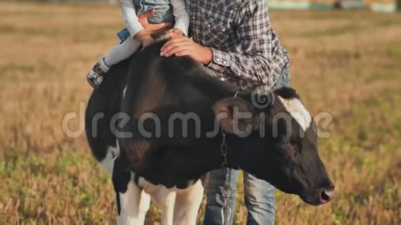父亲把一个一岁的女儿栽在牛身上摆姿势视频的预览图