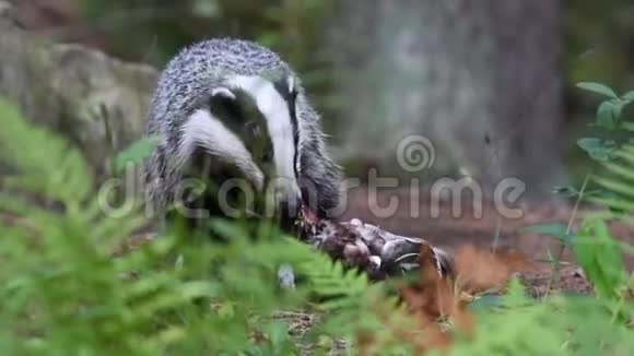 獾梅莱斯在森林里吃猎物视频的预览图