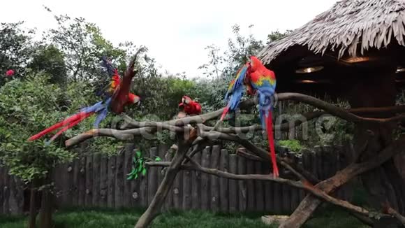 上海动物园外来鸟类慢动作录像视频的预览图