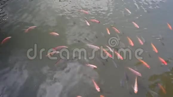 亚洲金鱼锦鲤视频的预览图