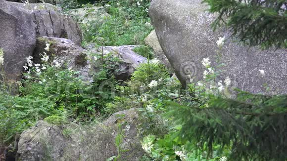 哈兹山脉的大岩石和森林花卉夏季景观德国晴天视频的预览图