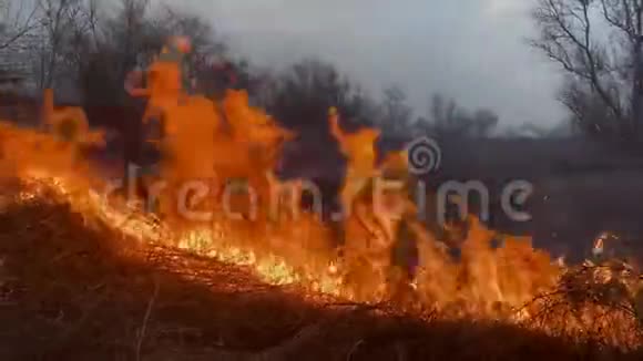 大火摧毁了干芦苇草和灌木丛视频的预览图