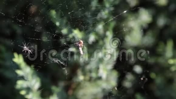 一只蜘蛛在森林里的网上视频的预览图
