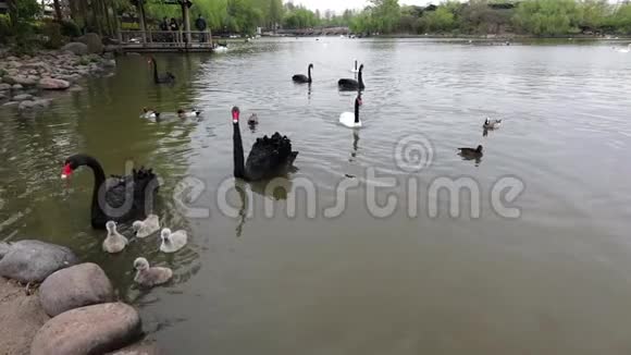城市公园池塘里的黑天鹅慢动作录像视频的预览图