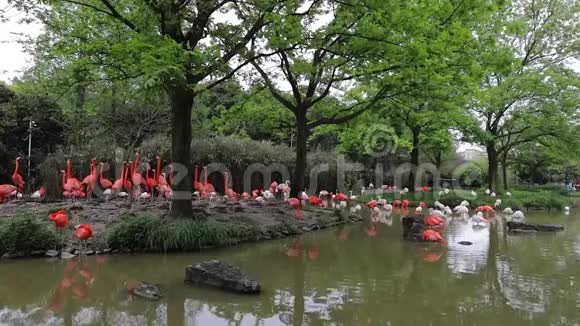 上海动物园的火烈鸟慢动作录像视频的预览图