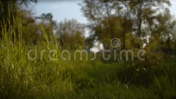 镜头穿过草地看到公园视频的预览图