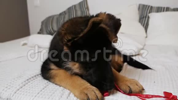 一只可爱的德国牧羊犬正在床上玩一条红色的礼物丝带有趣的动物视频的预览图