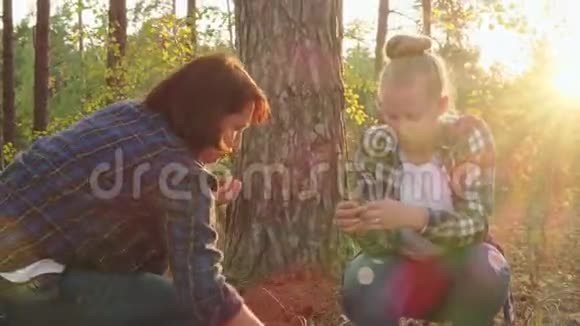 母女松果和枝条在针叶林中母女俩在阳光明媚的时候嗅着松树的枝条视频的预览图