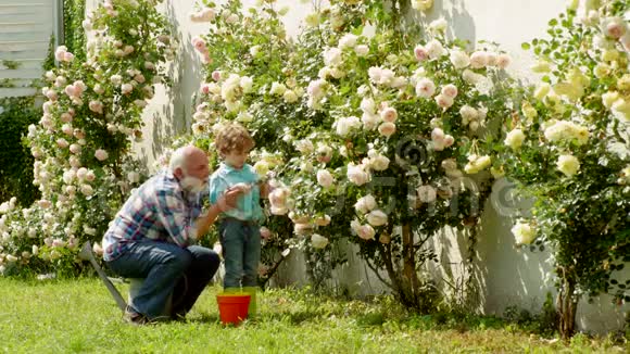 快乐的园丁有春天的花祖父和孙子在美丽的花园里在花园里工作视频的预览图