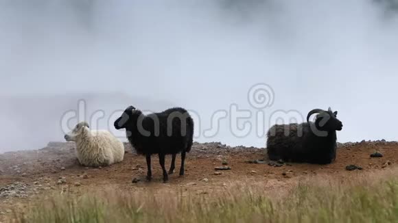 风景优美的冰岛草地风景优美的田野里有羊和公羊高清录像视频的预览图