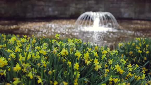 荷兰公园喷泉布鲁明欧洲花园高清录像视频的预览图