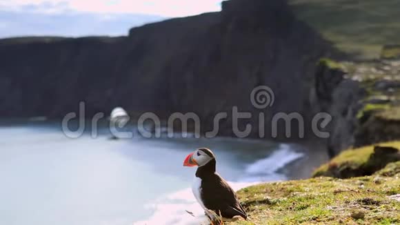 北冰洋飞蛾海鸟从夏拉德里戈目来冰岛岩石海岸的泡芬高清录像视频的预览图