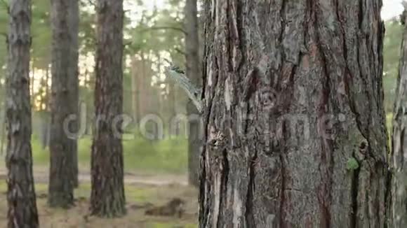 微笑少年躲在松林里的树干后面开朗的男孩在夏天的森林里玩捉迷藏视频的预览图