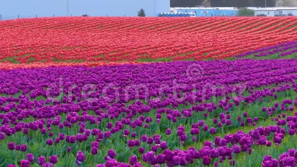 多种颜色的郁金香生长在花田里视频的预览图