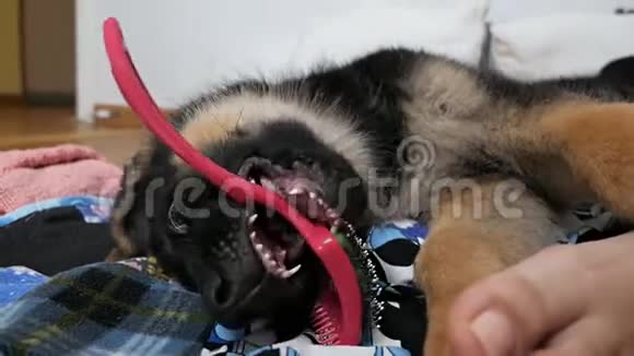 女人的手照顾她的德国牧羊犬用狗刷梳理小狗的头发最喜欢的宠物视频的预览图