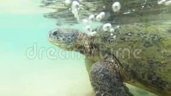 海底4k片大绿海龟在印度洋的清水中游泳视频的预览图