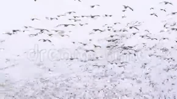 成群结队的大雁飞过一片田园视频的预览图