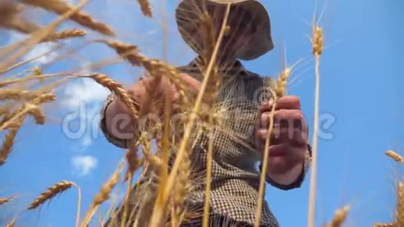 低视野的男性农民检查麦穗在谷物田年轻的农学家在金灿灿的大麦上探索成熟的麦秆视频的预览图