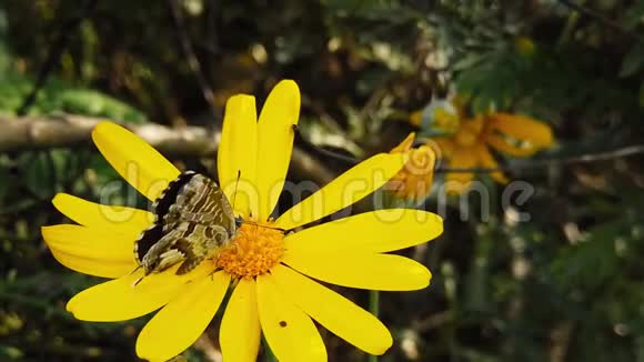 女郎短尾蓝蝶在金色灌木雏菊02慢动作视频的预览图
