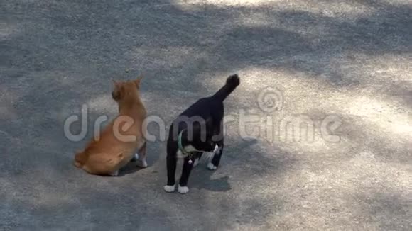 两只小猫正在灰色的石道上玩耍视频的预览图