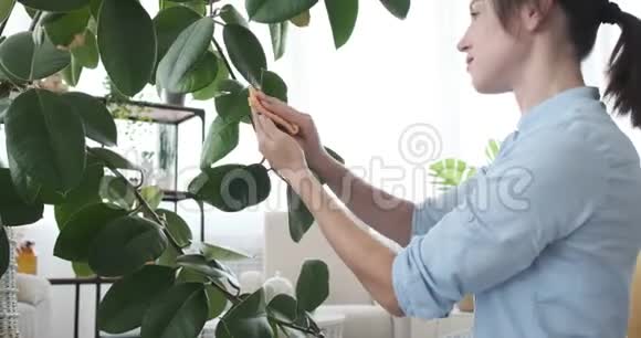 女人在家里打扫植物视频的预览图
