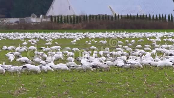 阳光明媚的一天一大群雪雁栖息在绿色的农场土地上视频的预览图