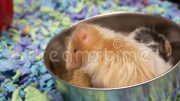 花式老鼠在笼子里吃杂草的动作视频的预览图