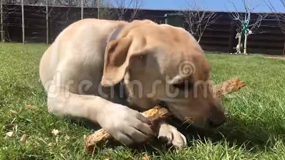 嬉戏的拉布拉多小狗在草地上咬着一根棍子视频的预览图