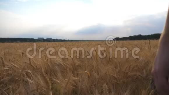 男农站在成熟的麦田上用手指着他的金色种植园年轻的农学家视频的预览图