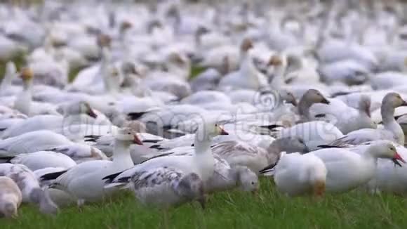 阳光明媚的一天一大群雪雁栖息在绿色的农场土地上视频的预览图