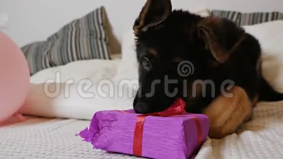 一只可爱的德国牧羊犬躺在白色的床上玩着一盒粉红色的礼物视频的预览图