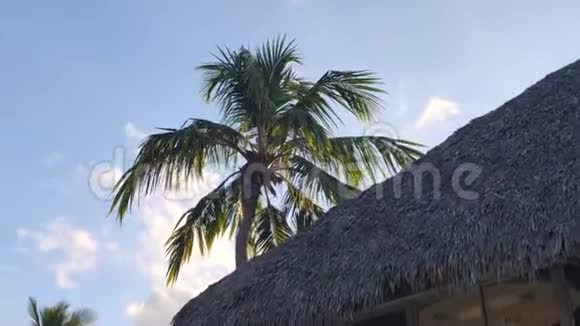 加勒比海手掌随风移动视频的预览图