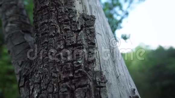 老枯的树干视频的预览图