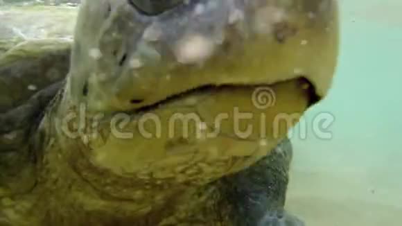 4k水下摄像机拍摄的大青海龟在岸边游泳视频的预览图