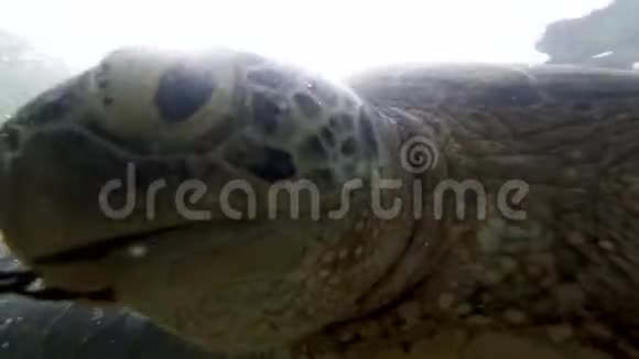 特写4k大绿海龟在印度洋游泳时宣泄和吃海草的视频视频的预览图