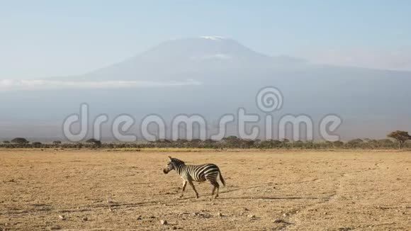 斑马与乞力马扎罗山步行在远处的安博塞利肯尼亚视频的预览图
