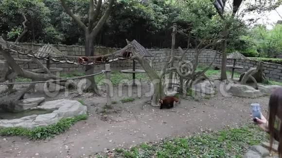 上海动物园小熊猫慢动作录像视频的预览图