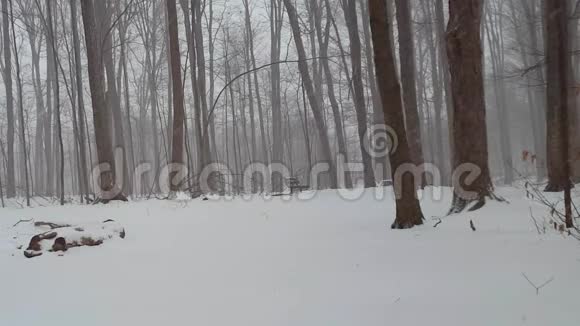 森林雪暴自然公园长凳冬天没有人暴雪森林中的空公共长凳视频的预览图